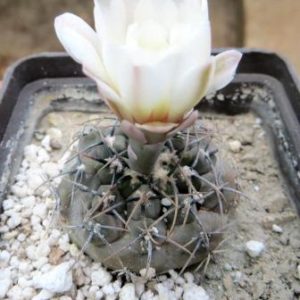 Gymnocalycium ochoterenae GN 207-578
