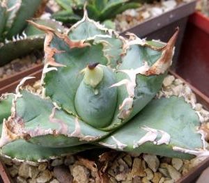 agave titanota kyoto