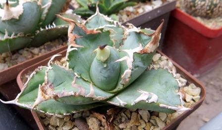 agave titanota kyoto