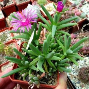 1475 delosperma cooperi ice papilaris