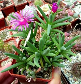 1475 delosperma cooperi ice papilaris