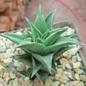 Haworthia Koteki Nishiki variegated