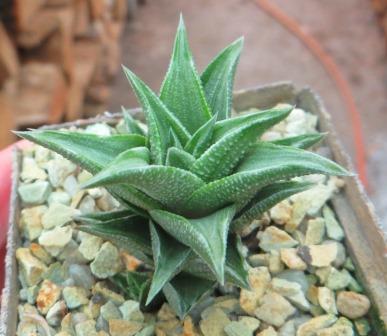 Haworthia Koteki Nishiki variegated