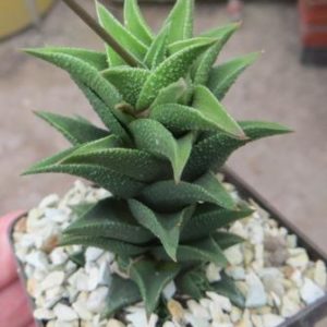 Haworthia Koteki Nishiki