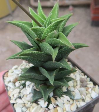 Haworthia Koteki Nishiki