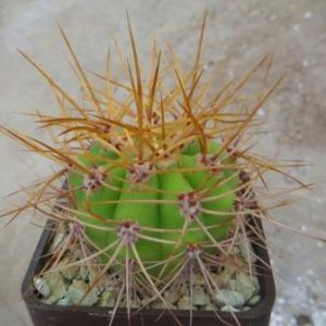 helianthocereus crassicaulis червона квітка