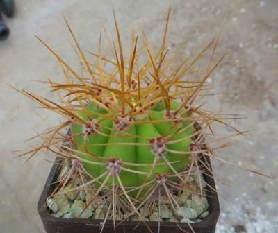 helianthocereus crassicaulis червона квітка