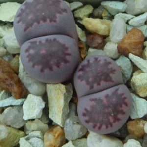 lithops salicola bacchus
