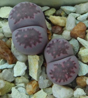 lithops salicola bacchus