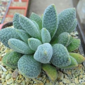 crassula tecta hybrid