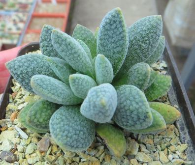 crassula tecta hybrid
