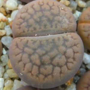 1616.22 lithops hookeri с340