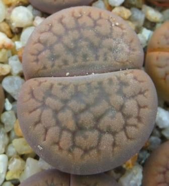 1616.22 lithops hookeri с340