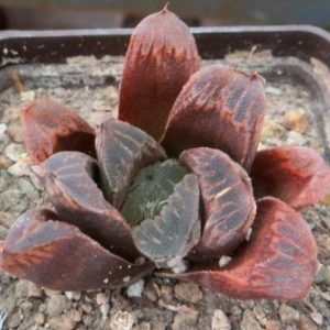 haworthia japanese hybrids