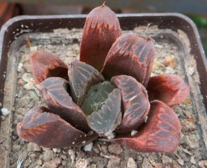 haworthia japanese hybrids