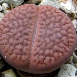 1616.2 lithops hookeri c155