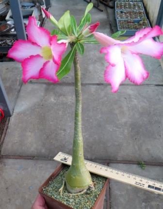 adenium obesum