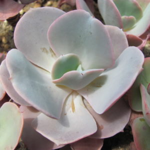 Echeveria  Virginia Lee    hybr.