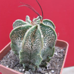 Astrophytum capricorne  minor