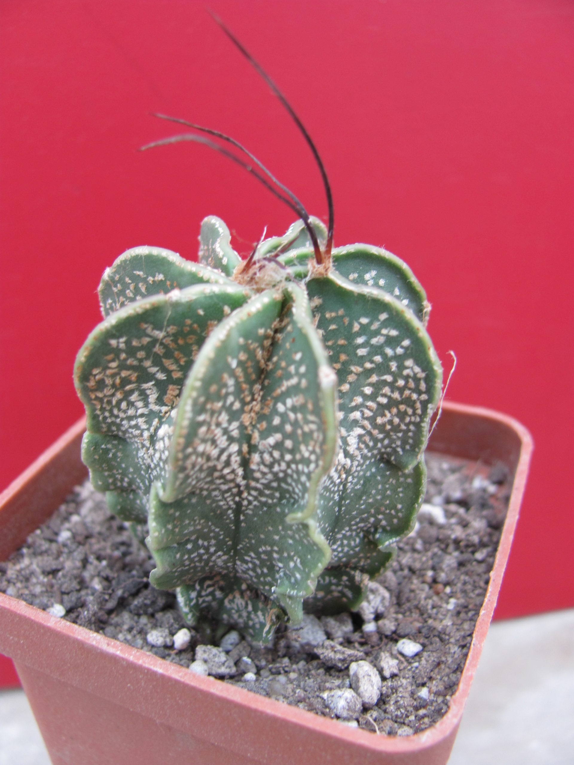 Astrophytum capricorne  minor