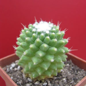 Mammillaria Helen