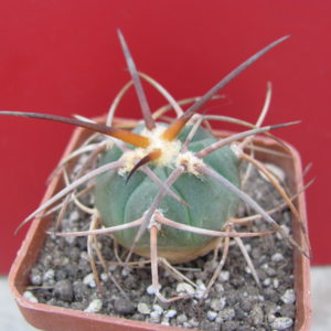 Gymnocalycium  cardenasianum  longispinum