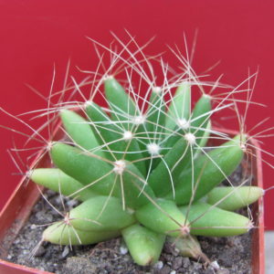 Dolichothele longimamma
