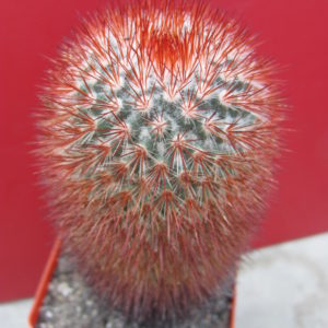 Mammillaria  spinosissima  Super Red