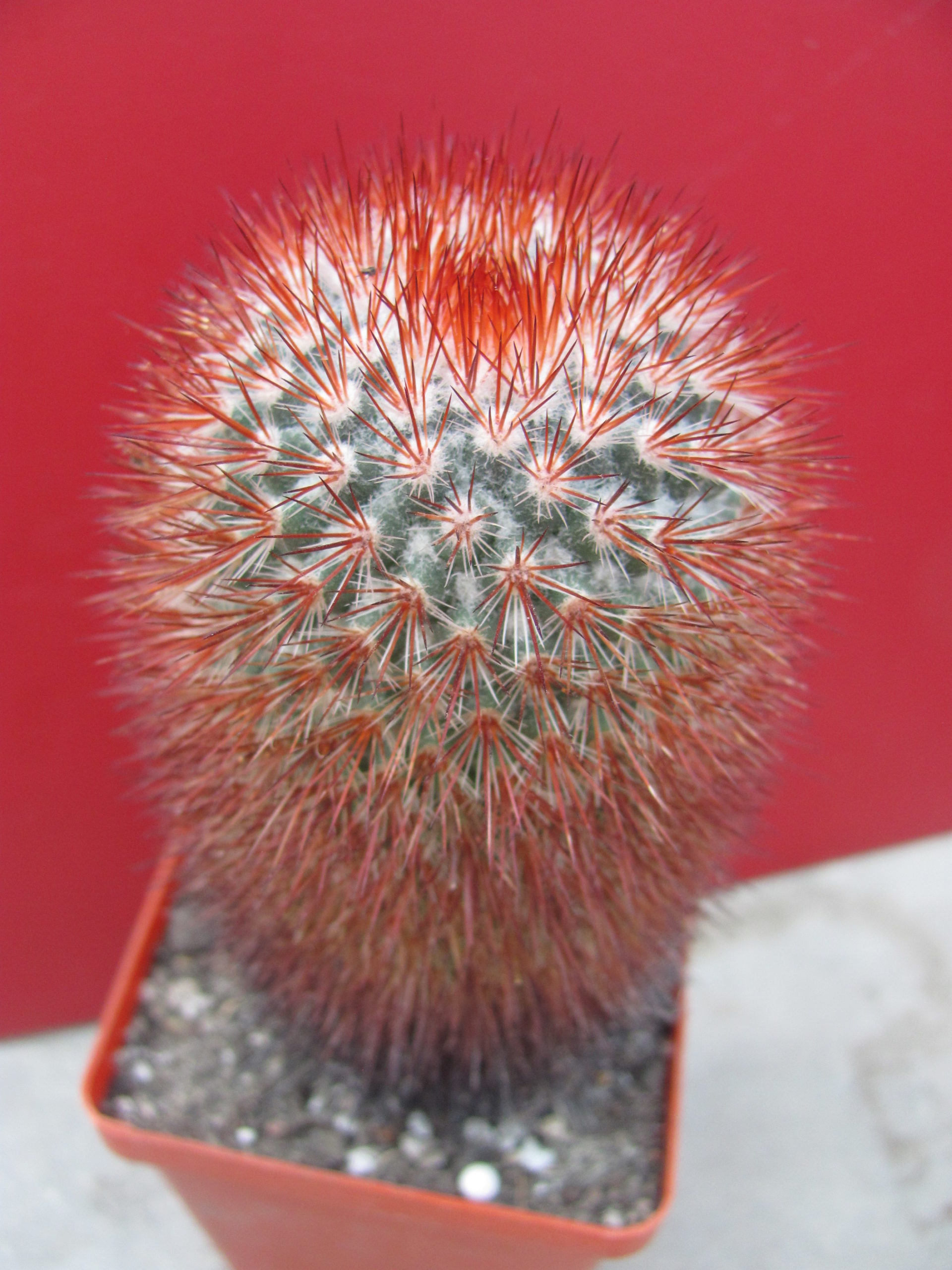 Mammillaria  spinosissima  Super Red