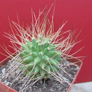 Mammillaria  obconella