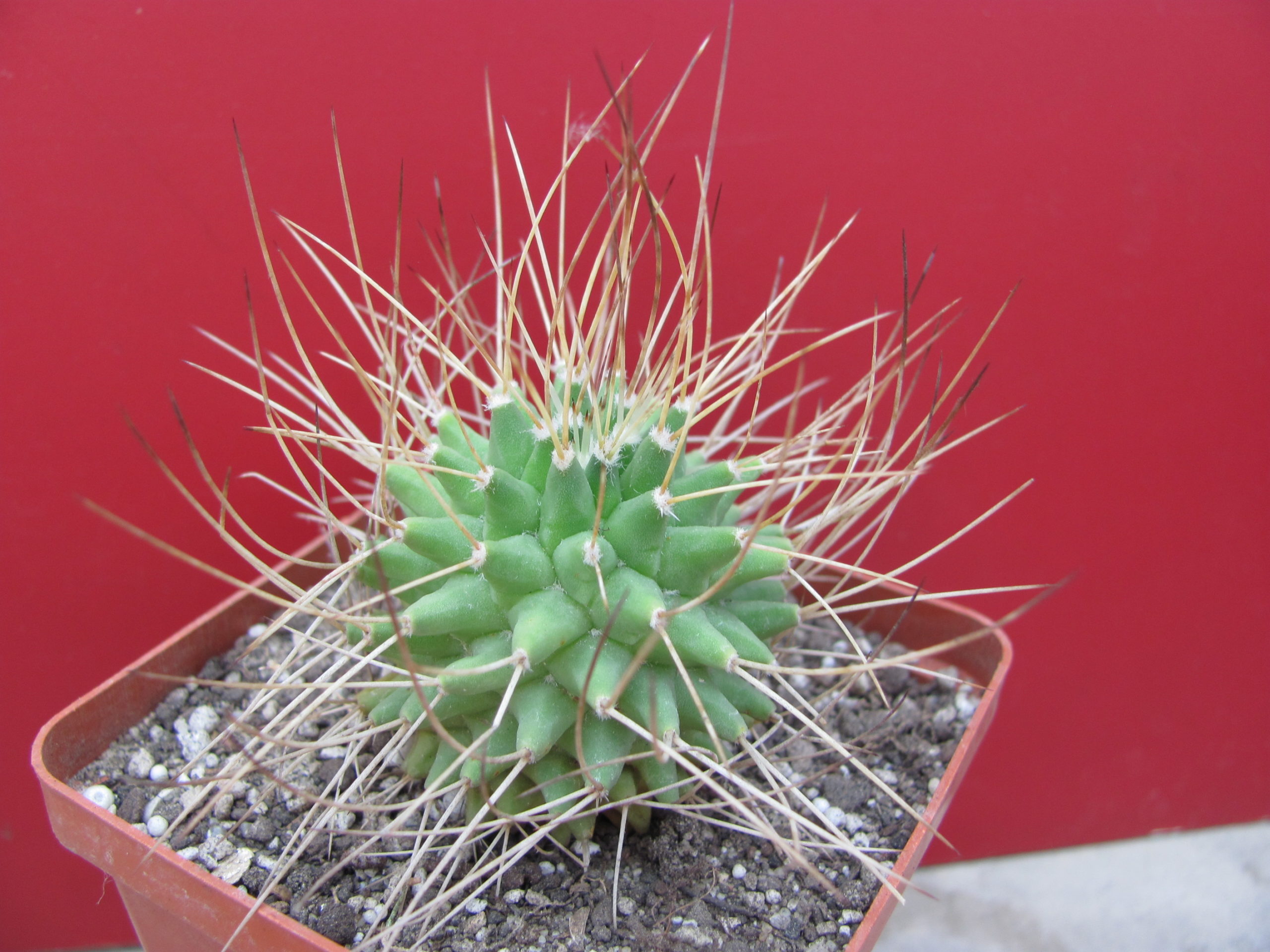 Mammillaria  obconella