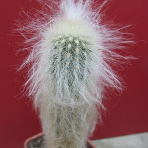 Espostoa ritteri