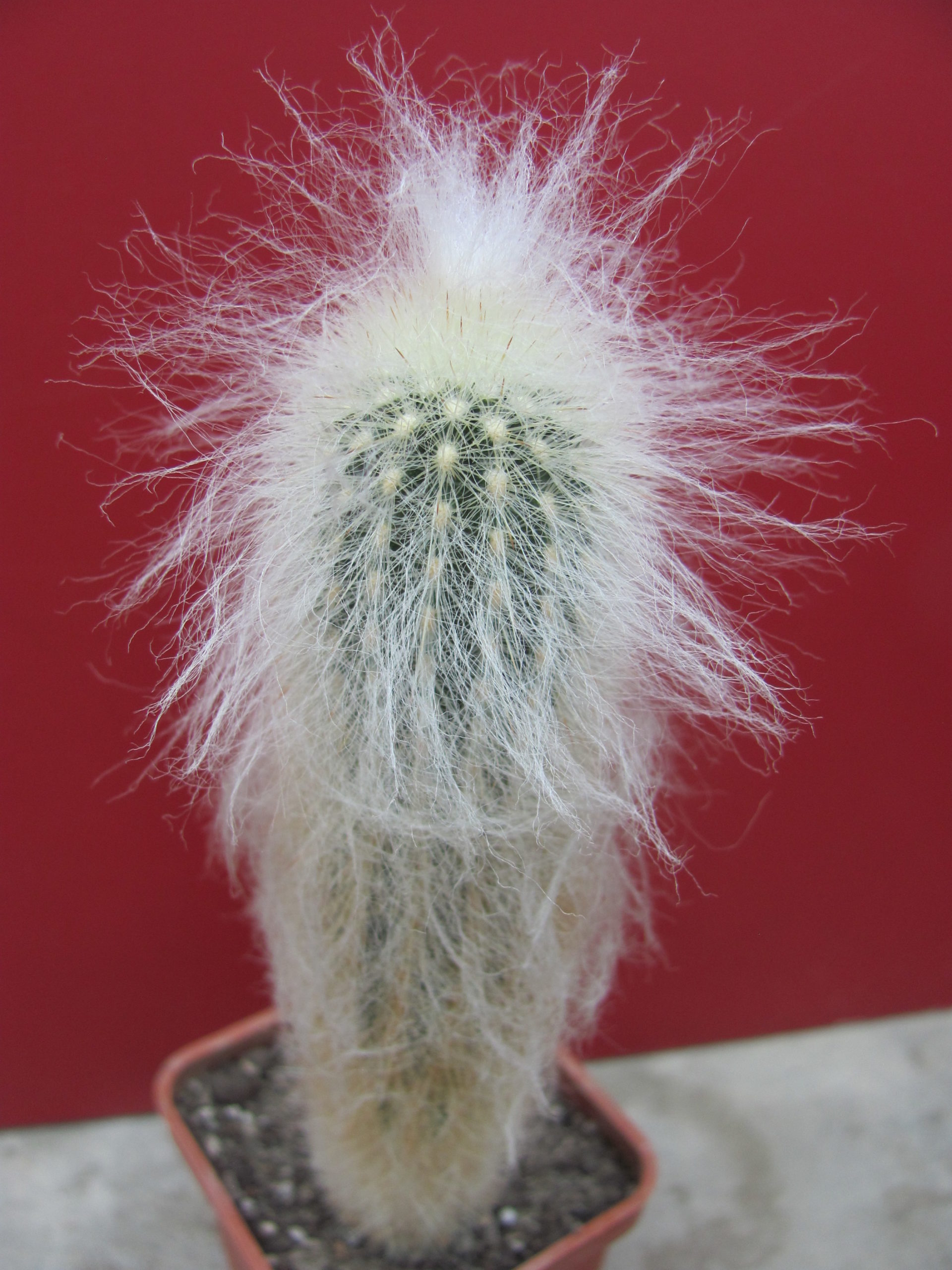 Espostoa ritteri