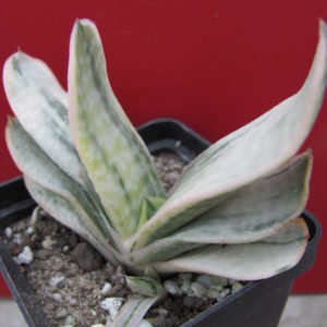 Gasteria  *Fuji  yuki* variegata