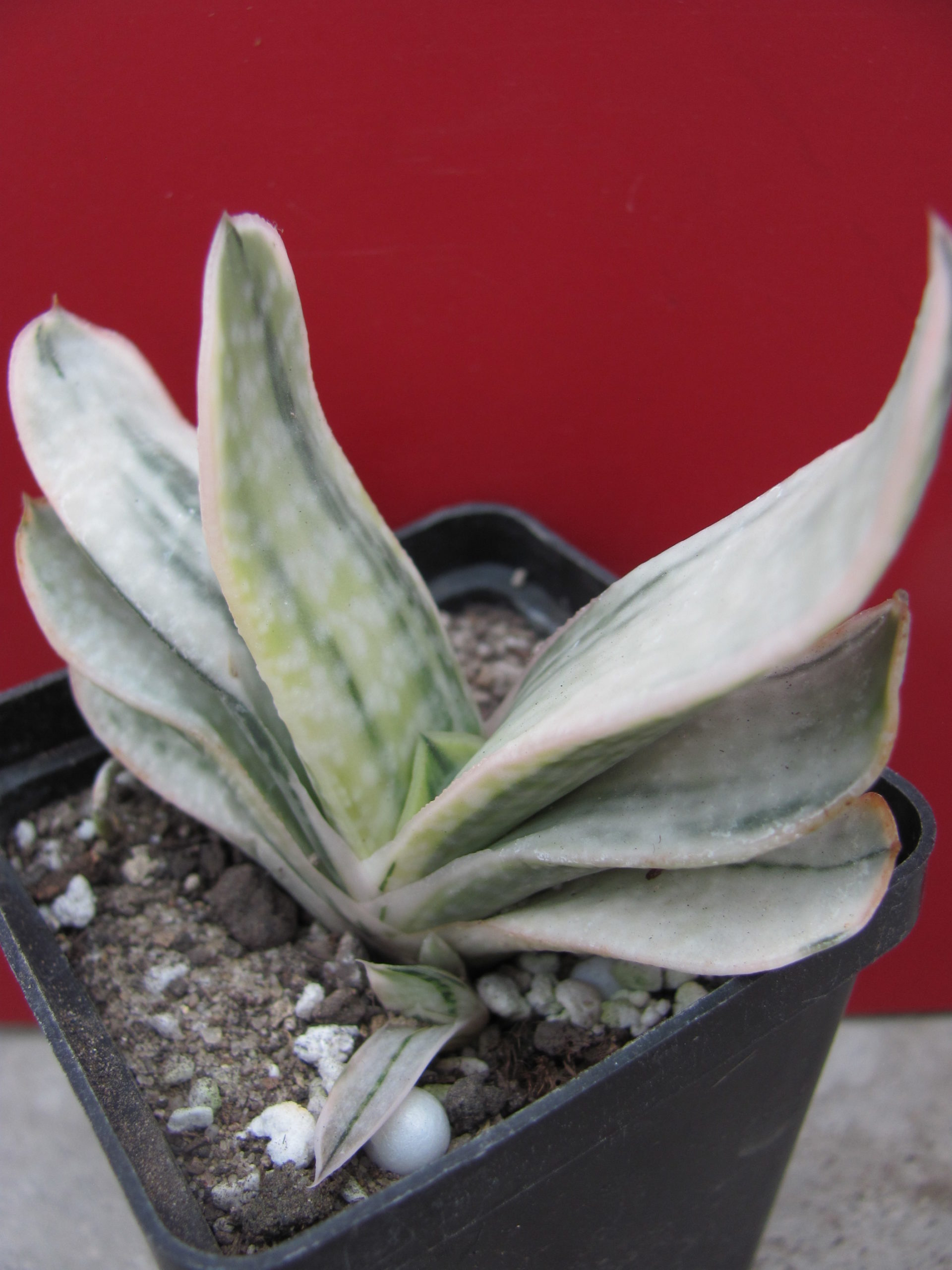 Gasteria  *Fuji  yuki* variegata