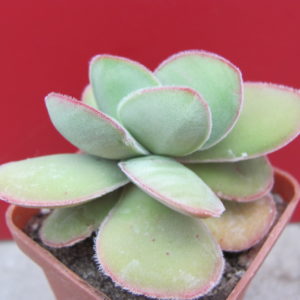 Crassula  cotyledonis