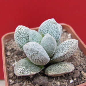 Crassula tecta
