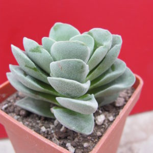 Crassula  coralita