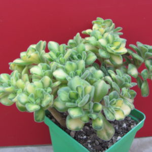 Aeonium lindleyi variegata
