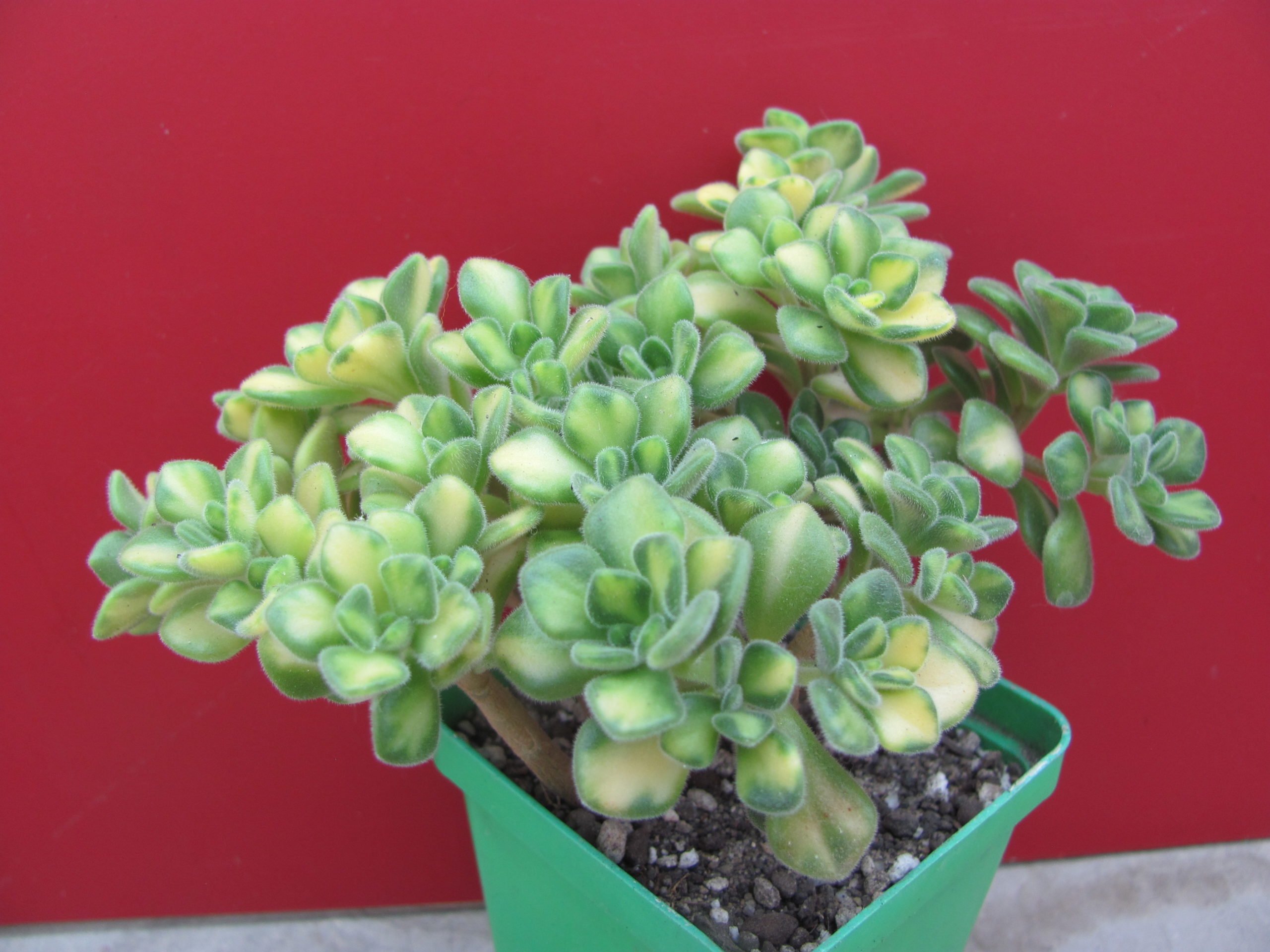 Aeonium lindleyi variegata