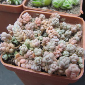 Sedum dasyphyllum