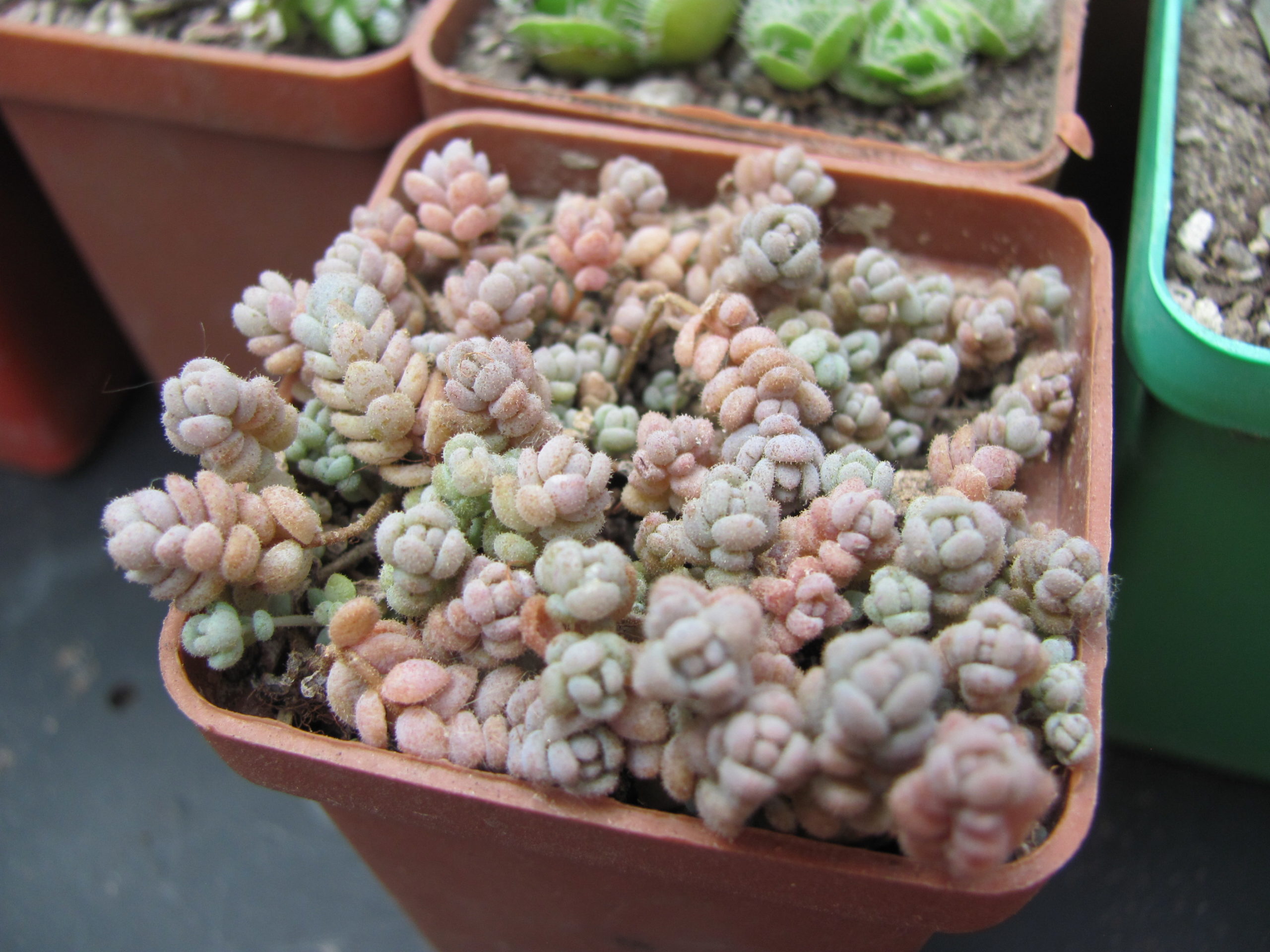 Sedum dasyphyllum