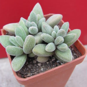 Crassula namaguensis