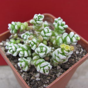 Crassula coralina