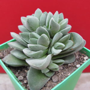 Crassula coralita