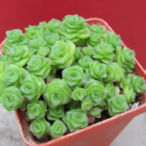 Crassula socialis