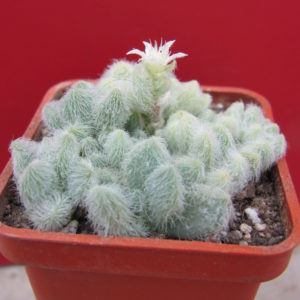 Sedum hintonii
