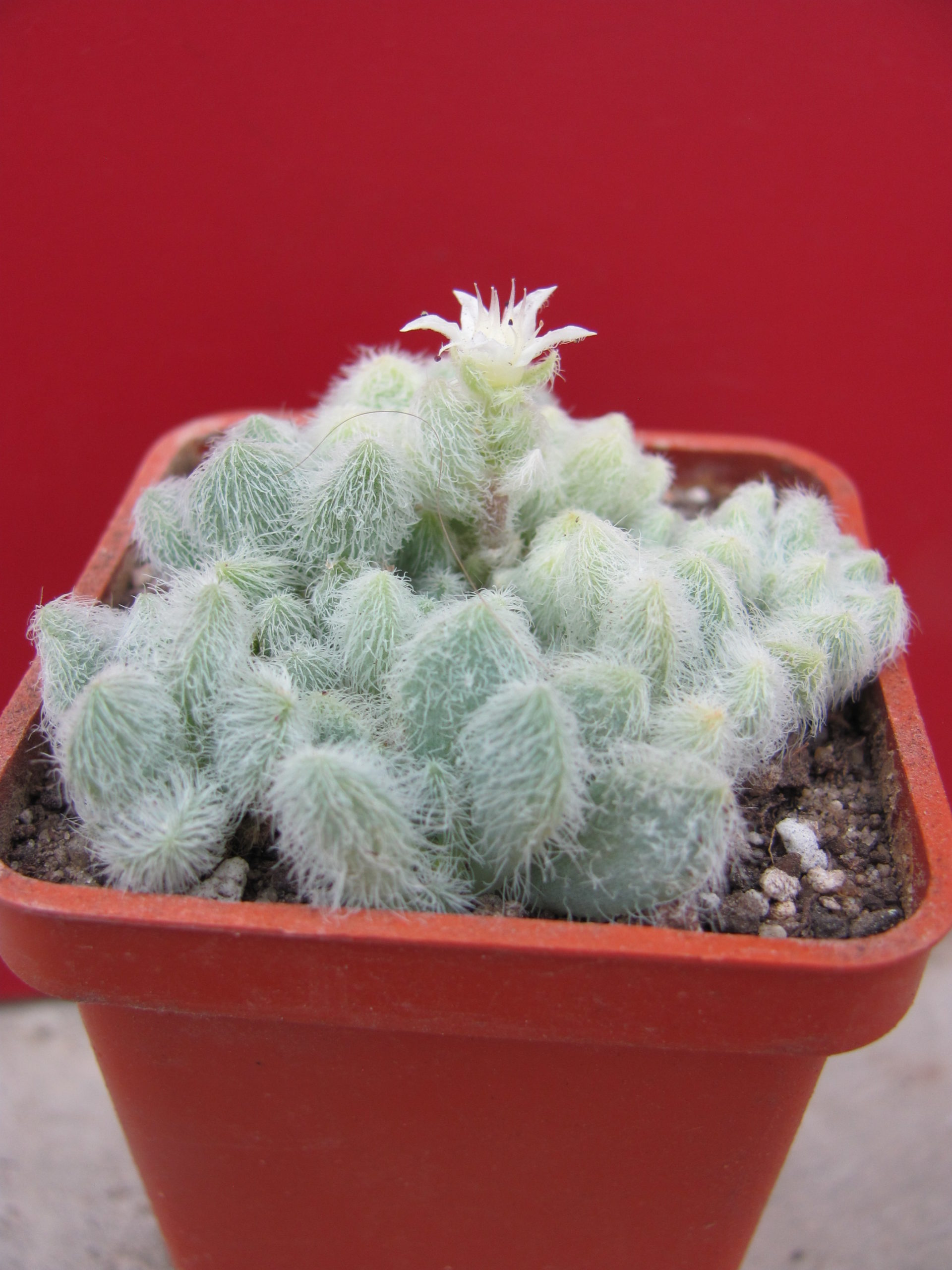 Sedum hintonii