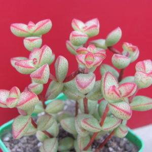 Crassula laginosa