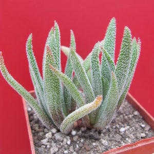 Crassula hirta